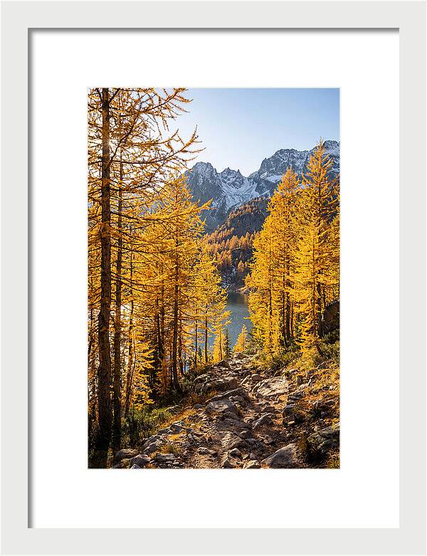 Golden Larch Forest Pathway