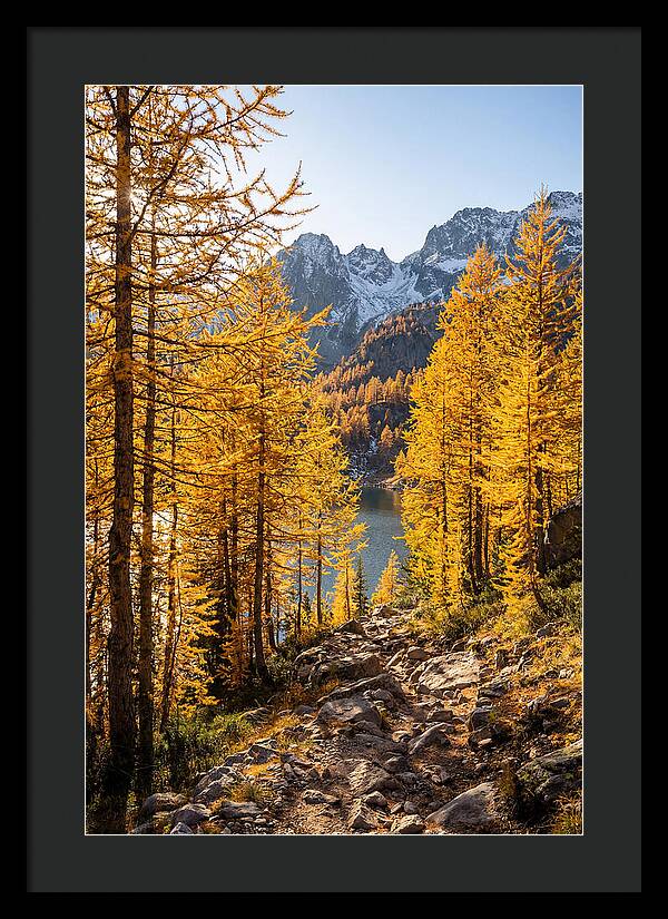 Golden Larch Forest Pathway