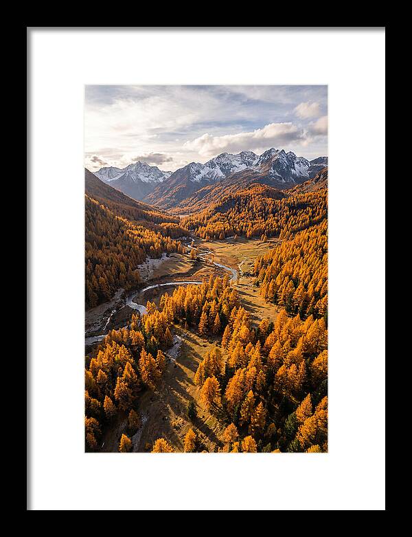 Golden Larch Forests In Autumn