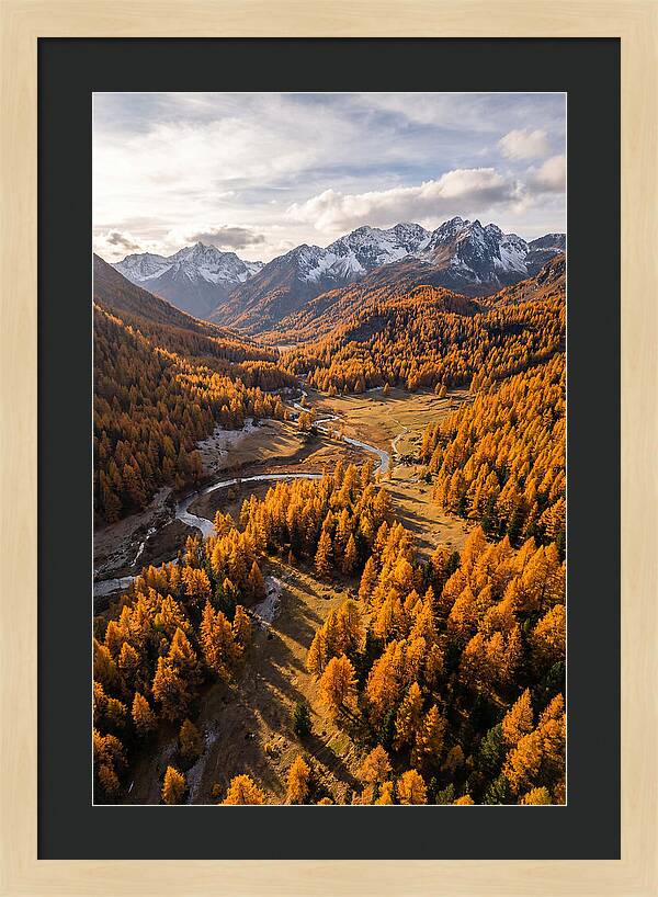 Golden Larch Forests In Autumn