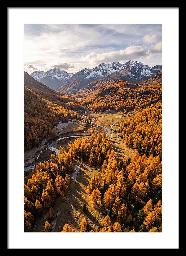 Golden Larch Forests In Autumn