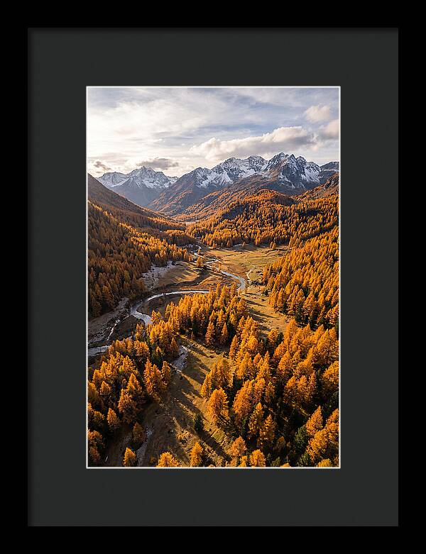 Golden Larch Forests In Autumn