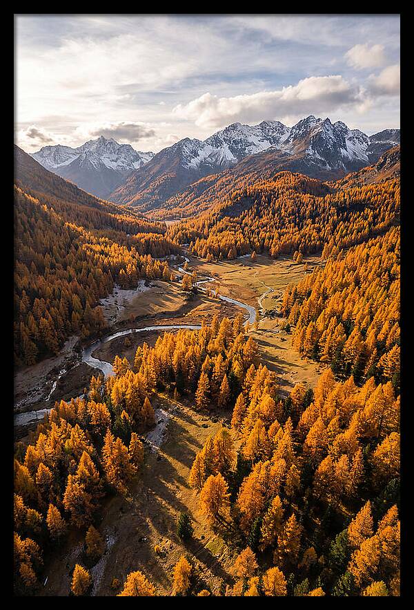 Golden Larch Forests In Autumn