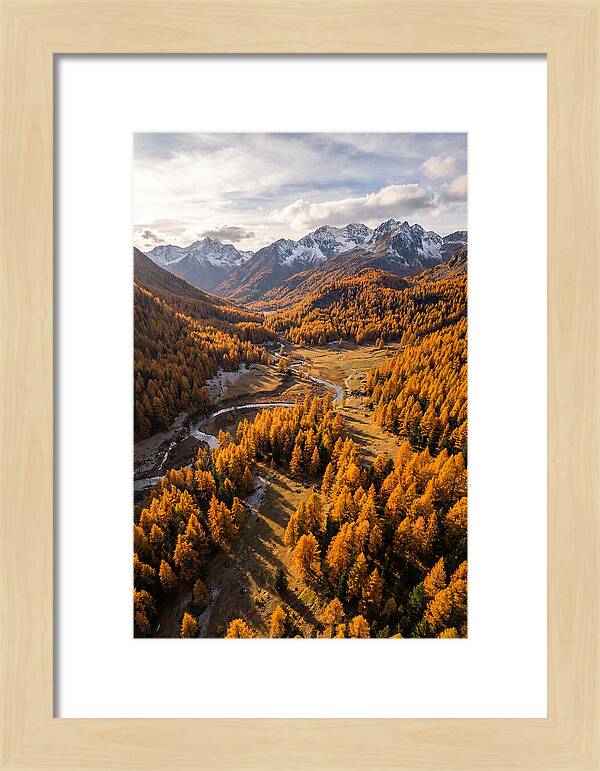 Golden Larch Forests In Autumn