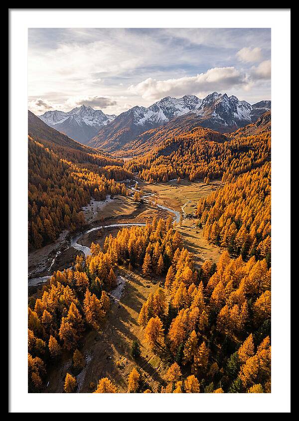 Golden Larch Forests In Autumn