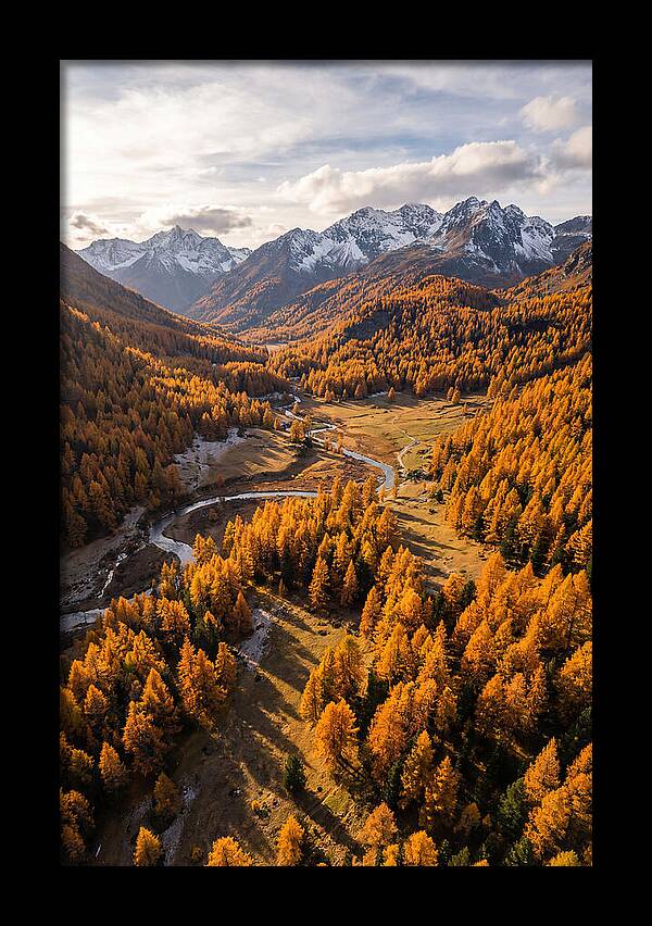 Golden Larch Forests In Autumn