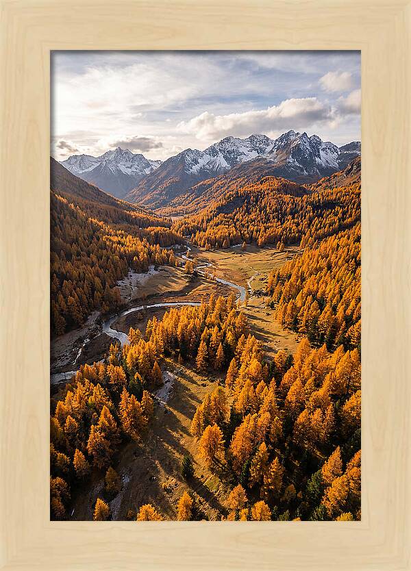 Golden Larch Forests In Autumn