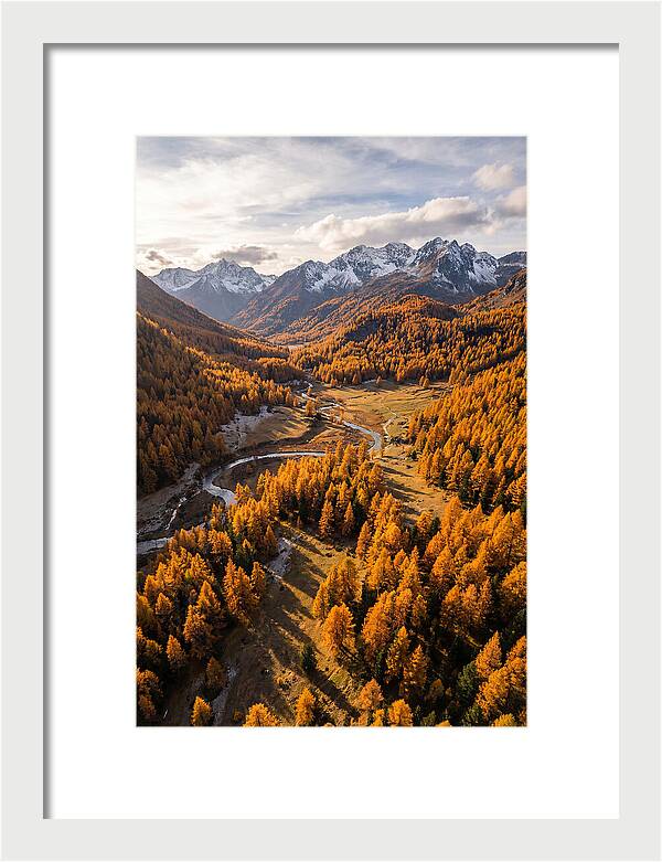 Golden Larch Forests In Autumn