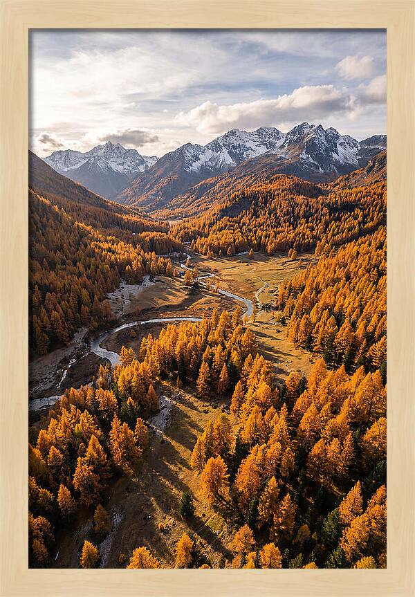 Golden Larch Forests In Autumn