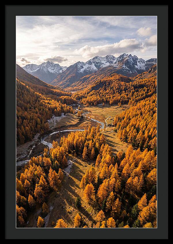Golden Larch Forests In Autumn