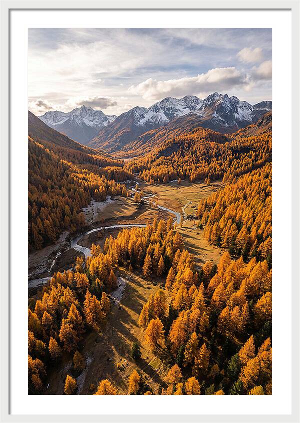 Golden Larch Forests In Autumn