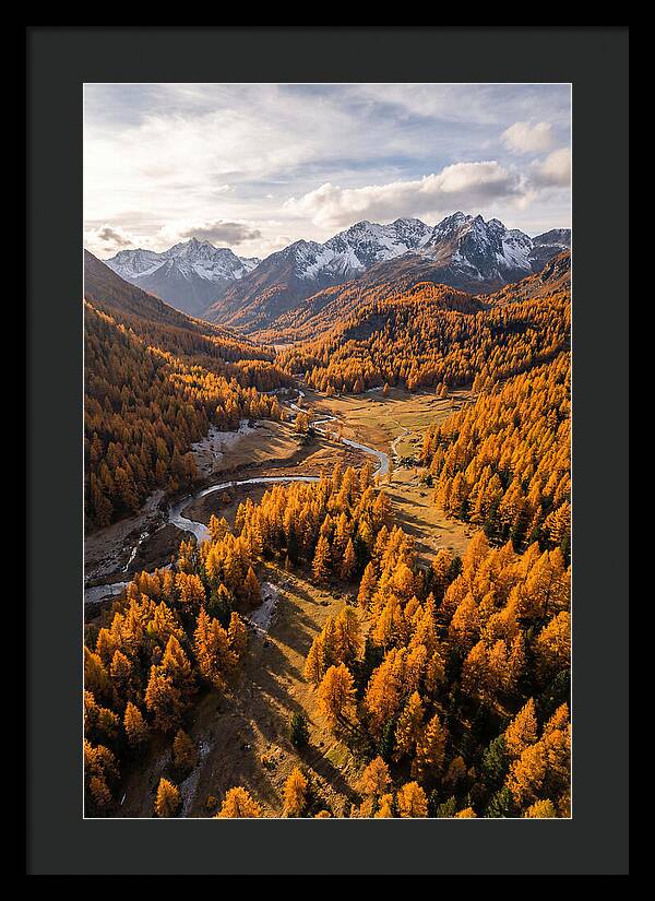 Golden Larch Forests In Autumn
