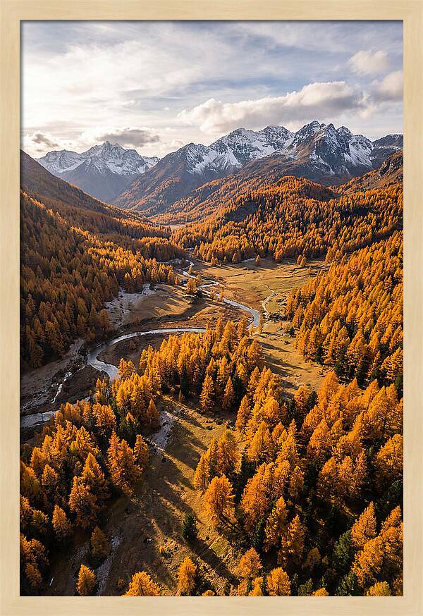 Golden Larch Forests In Autumn