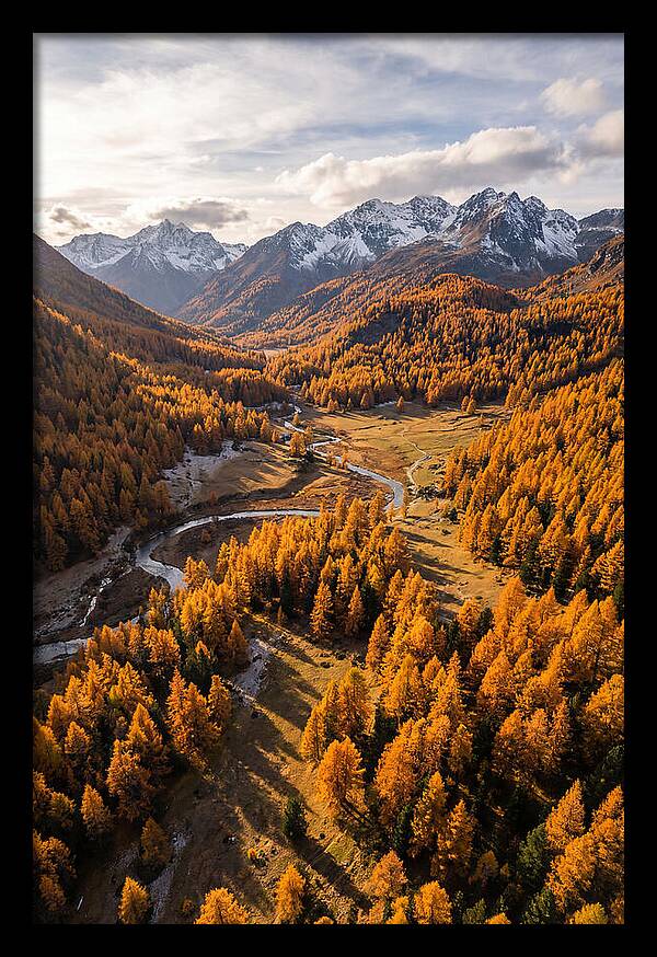 Golden Larch Forests In Autumn
