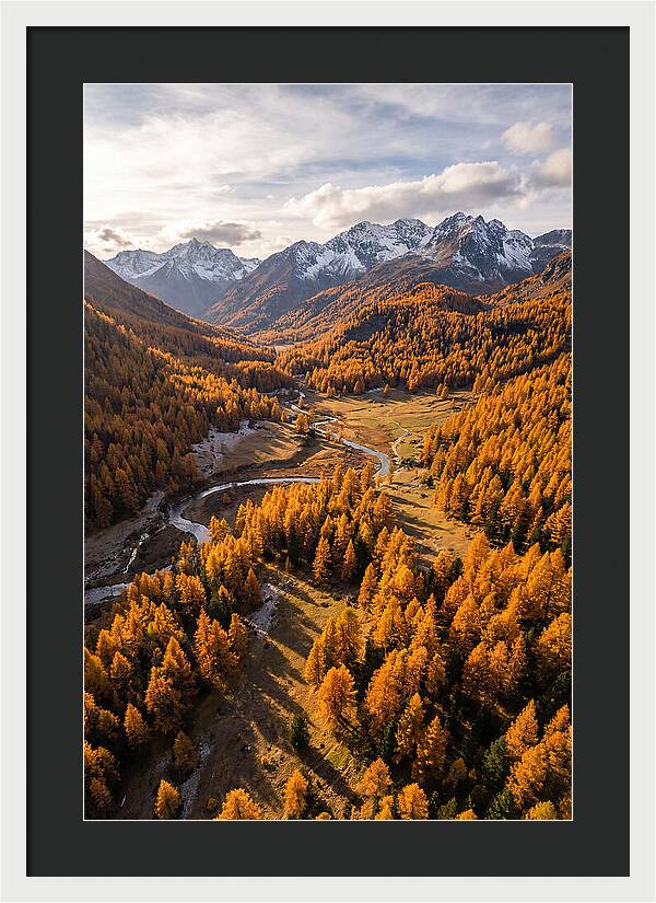 Golden Larch Forests In Autumn