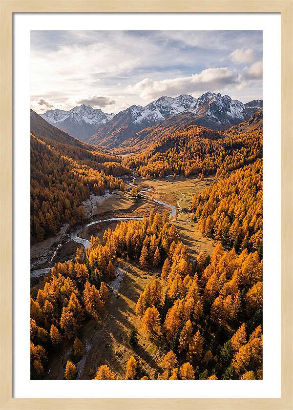 Golden Larch Forests In Autumn