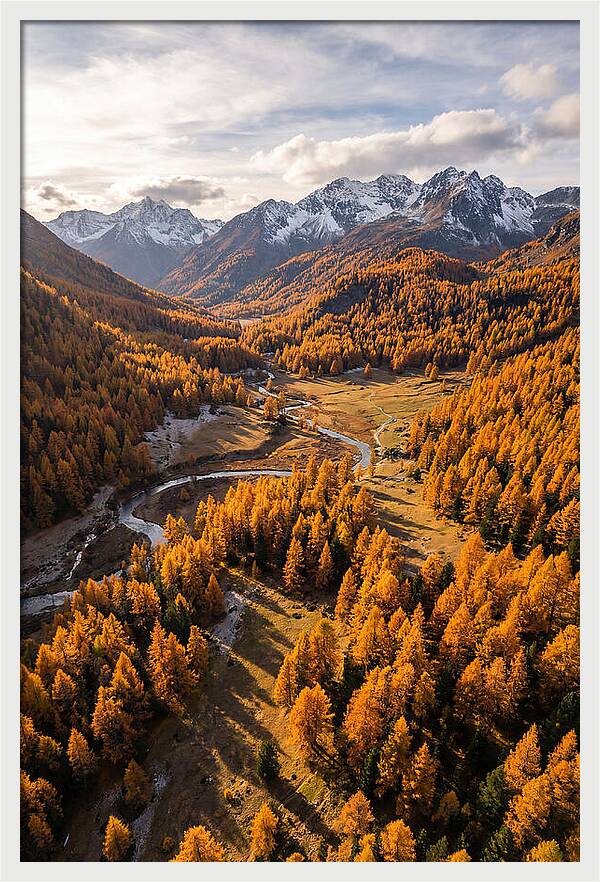 Golden Larch Forests In Autumn