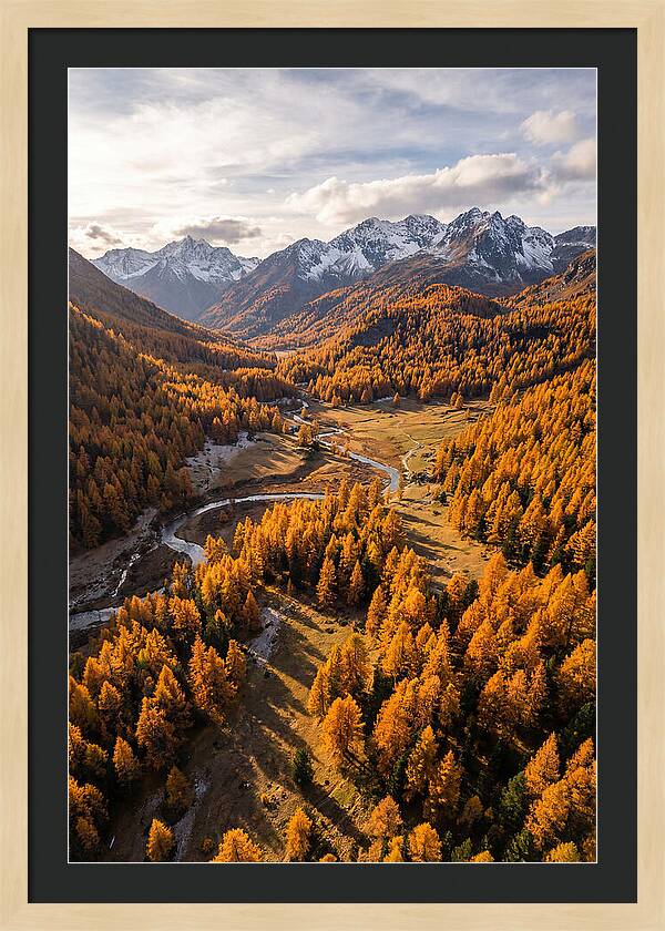 Golden Larch Forests In Autumn