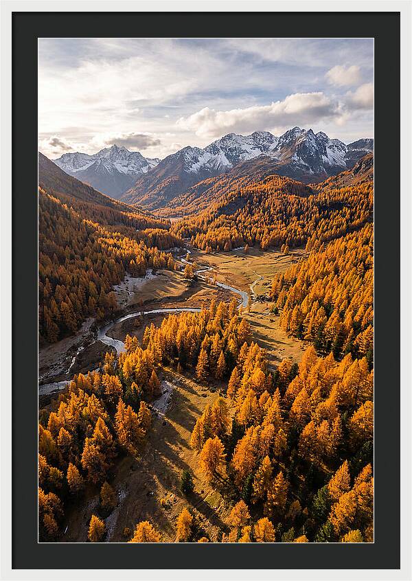 Golden Larch Forests In Autumn