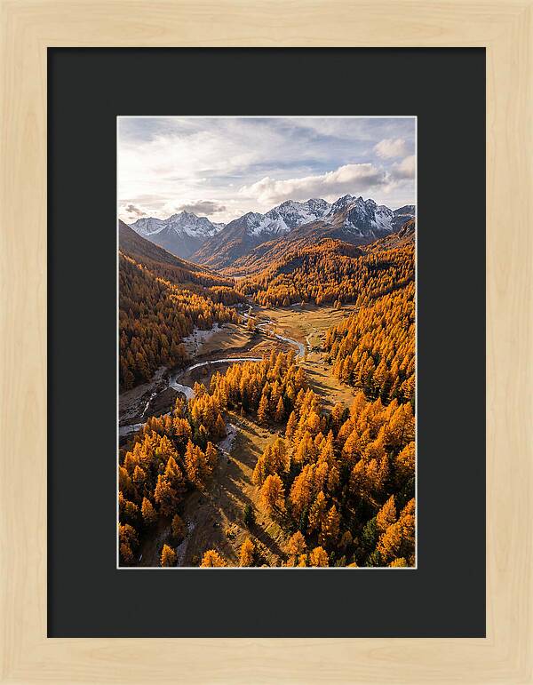 Golden Larch Forests In Autumn