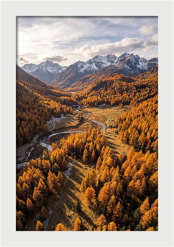 Golden Larch Forests In Autumn