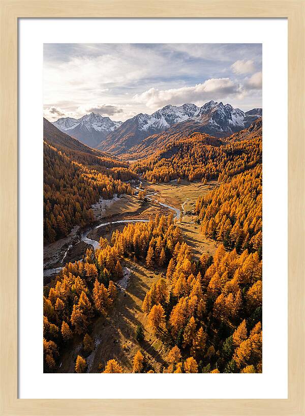 Golden Larch Forests In Autumn