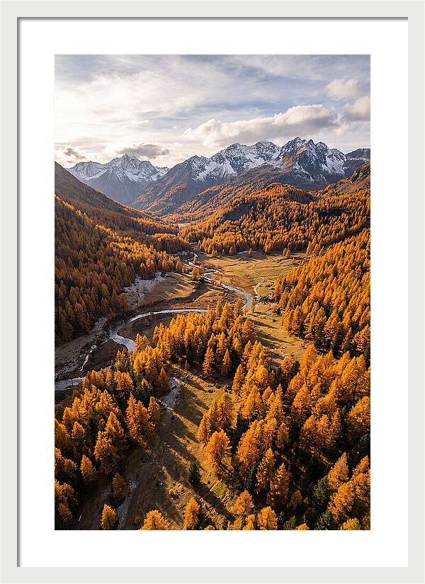 Golden Larch Forests In Autumn