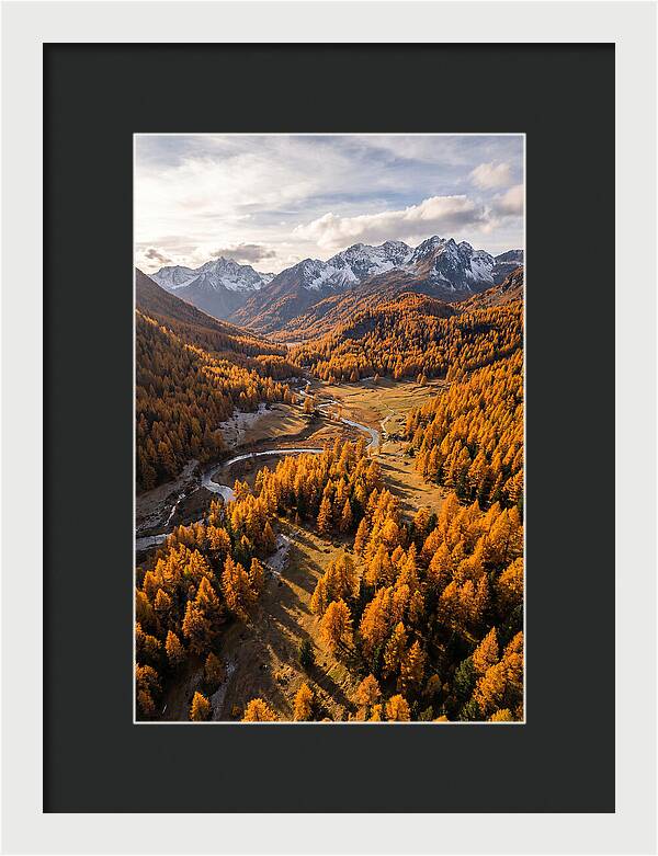 Golden Larch Forests In Autumn