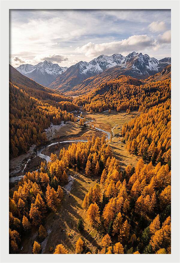 Golden Larch Forests In Autumn