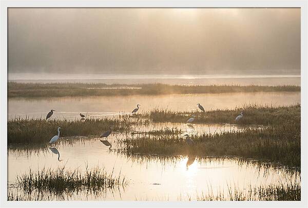 Golden Light On Calm Estuary