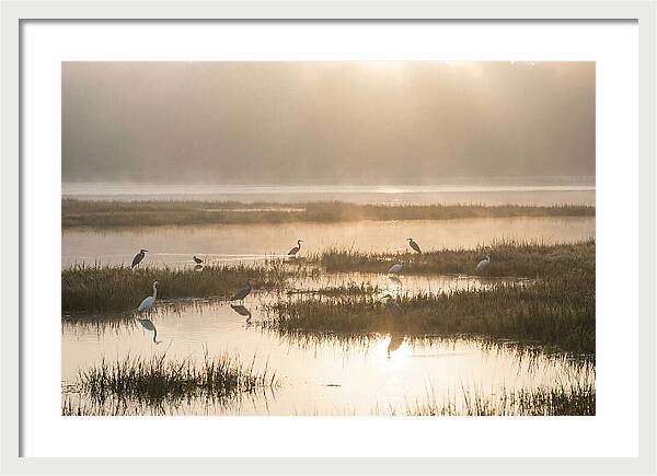 Golden Light On Calm Estuary