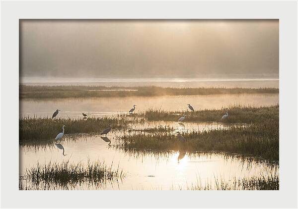 Golden Light On Calm Estuary