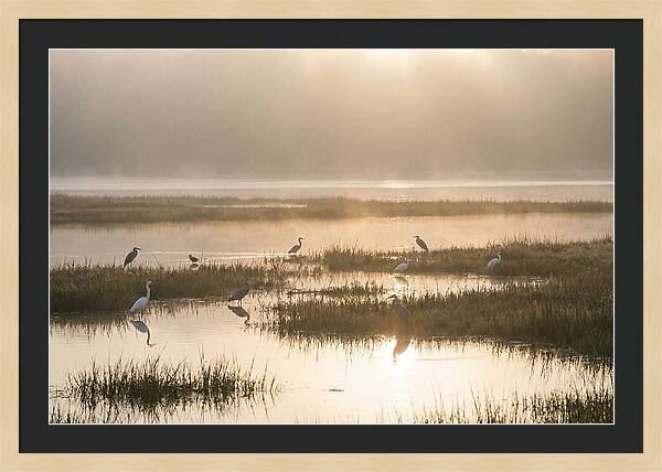 Golden Light On Calm Estuary