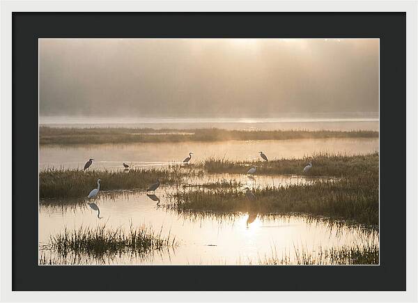Golden Light On Calm Estuary