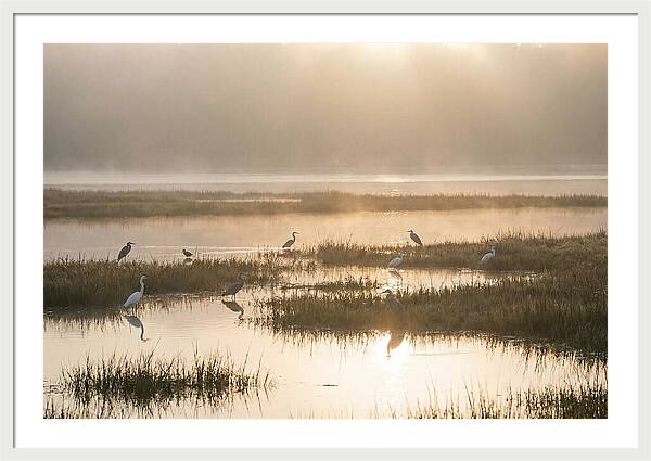 Golden Light On Calm Estuary