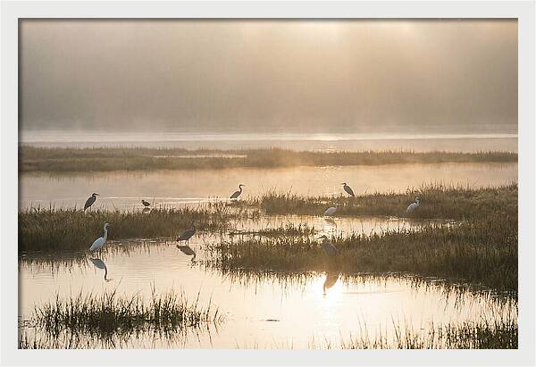 Golden Light On Calm Estuary