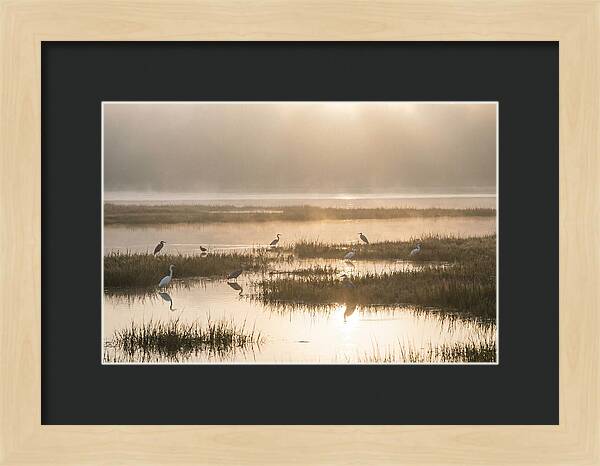Golden Light On Calm Estuary