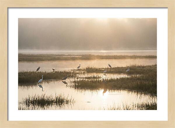 Golden Light On Calm Estuary