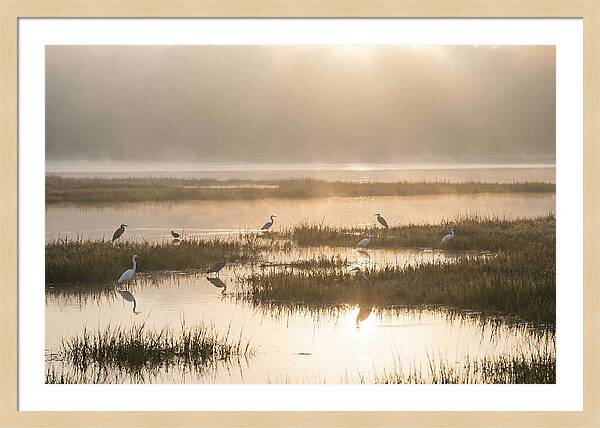 Golden Light On Calm Estuary