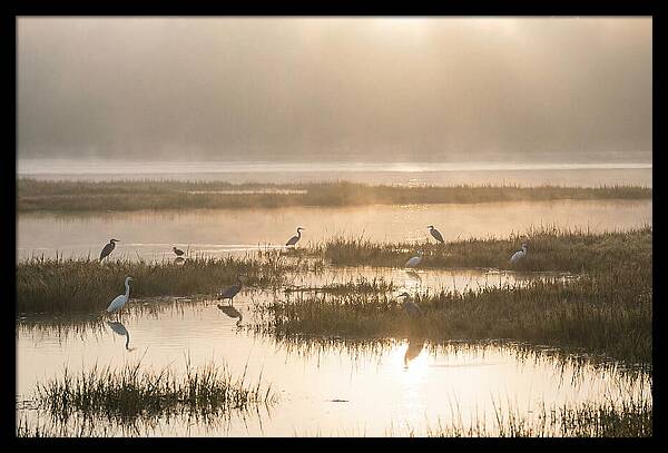 Golden Light On Calm Estuary