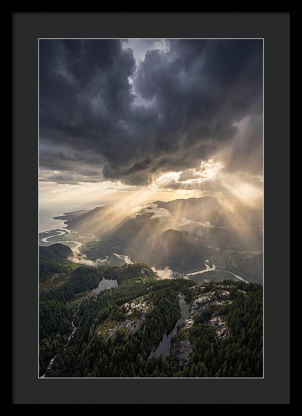 Golden Light Through The Trees