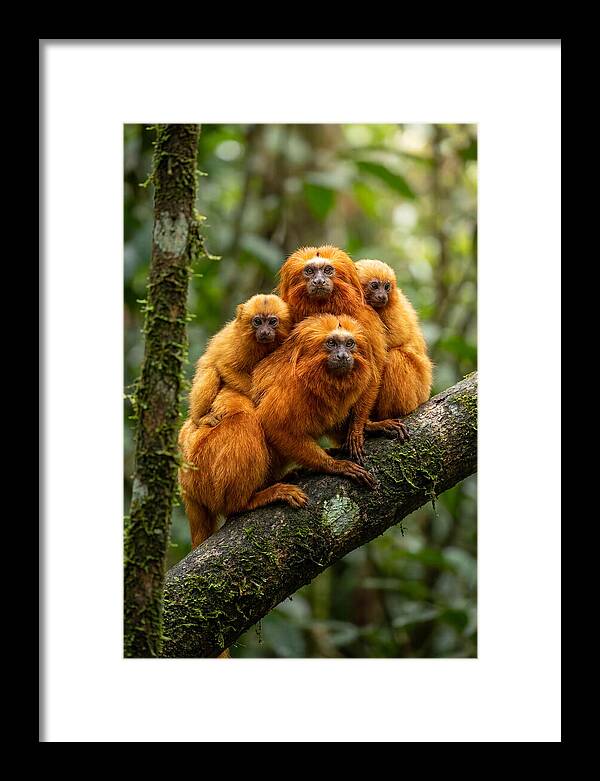 Golden Lion Tamarin Family