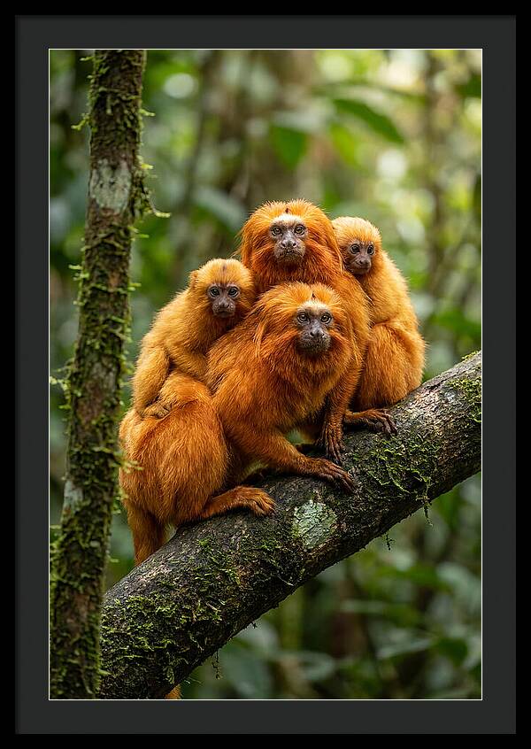 Golden Lion Tamarin Family