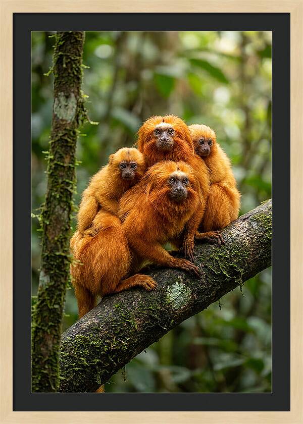 Golden Lion Tamarin Family