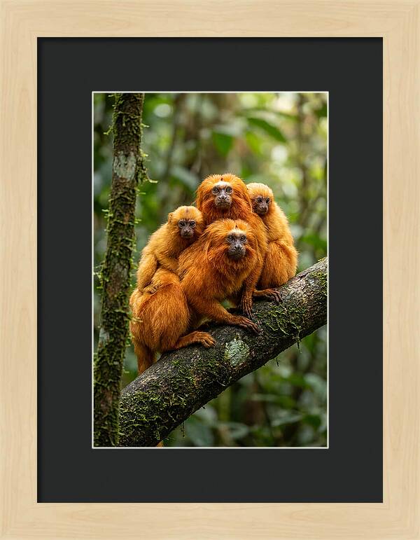 Golden Lion Tamarin Family