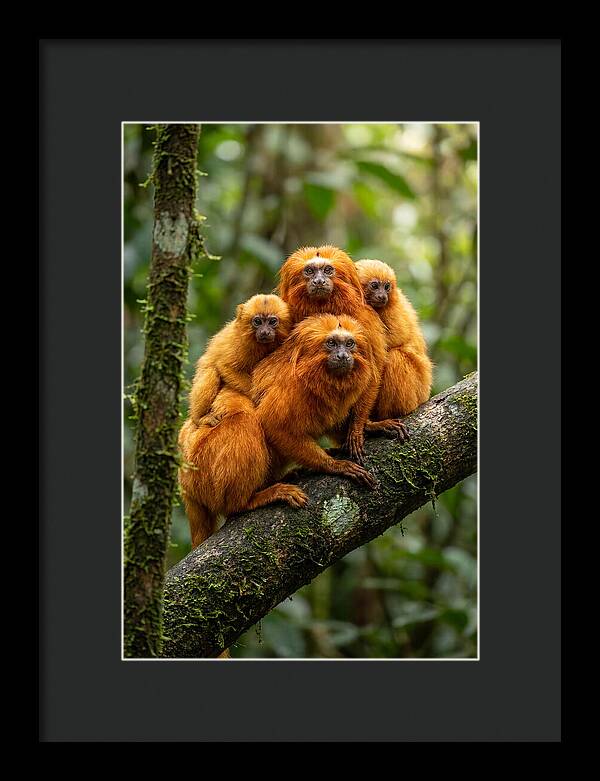 Golden Lion Tamarin Family