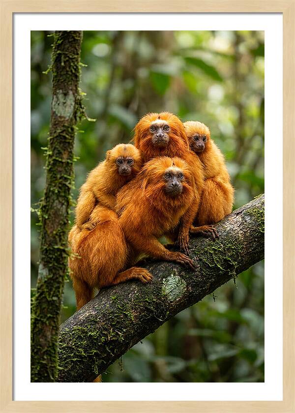 Golden Lion Tamarin Family