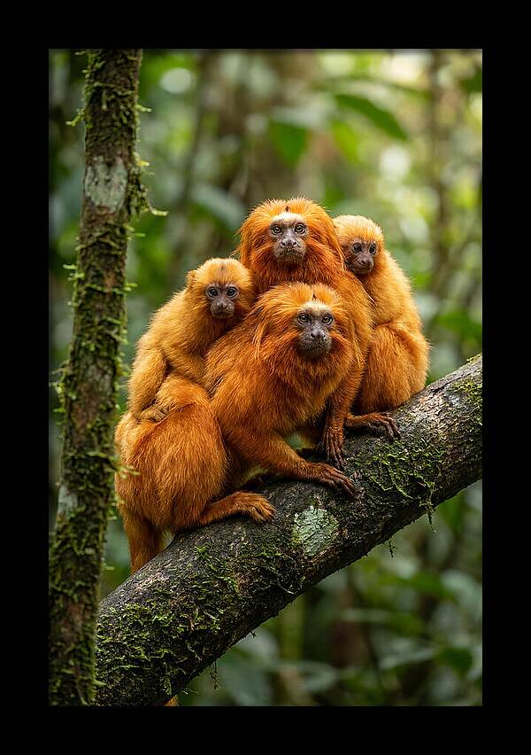 Golden Lion Tamarin Family