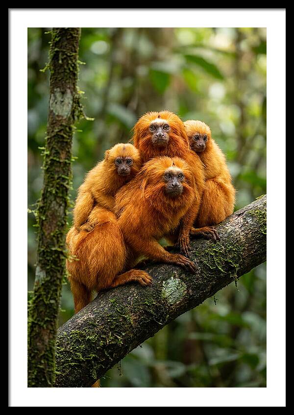 Golden Lion Tamarin Family