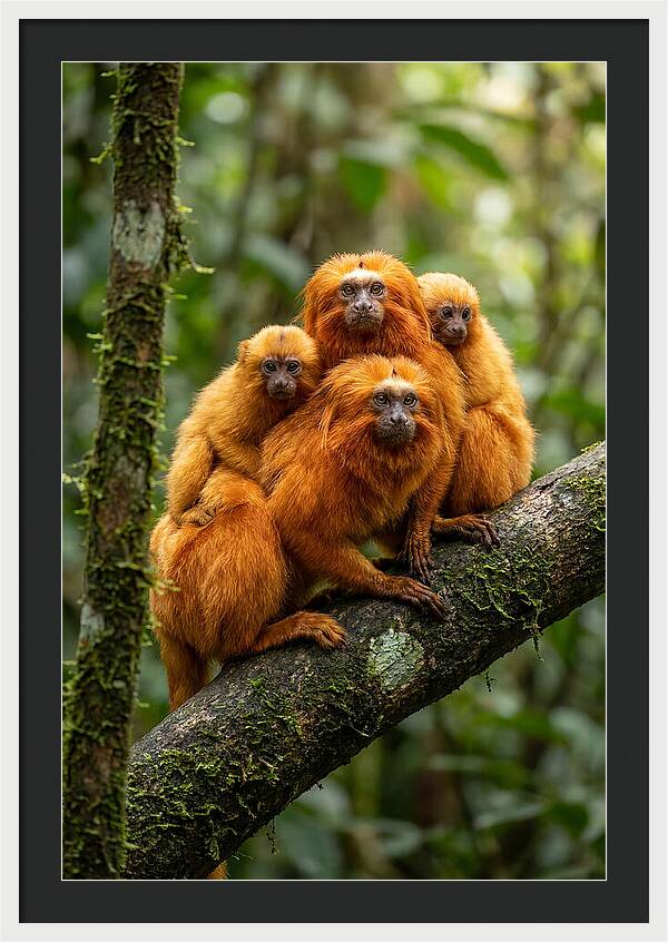 Golden Lion Tamarin Family
